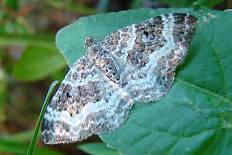 Acleris placidana - Graubinden-Labkrautspanner (Gemeiner Bindenspanner, )